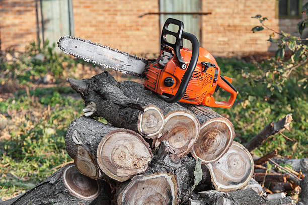 Best Tree Removal Contractors  in USA